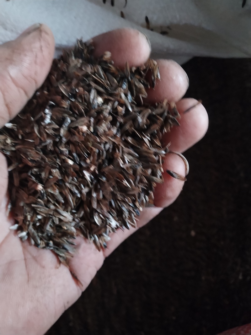 枫香种子产地江西省樟树市量大发货全年供货
