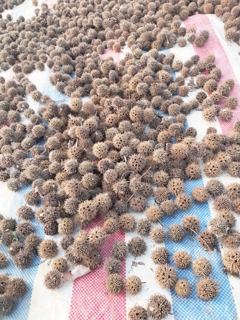 枫香种子产地江西省樟树市量大发货全年供货
