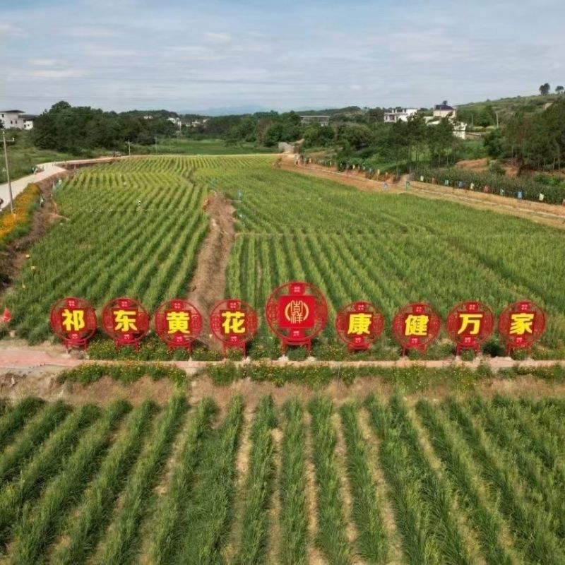 黄花菜种苗金针菜苗基地现挖直发，优质高产食用黄花菜种植苗