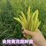 黄花菜种苗金针菜苗基地现挖直发，优质高产食用黄花菜种植苗