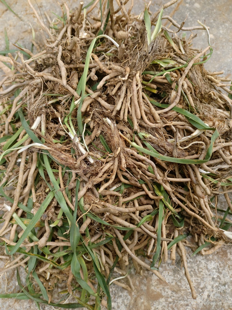 黄花菜种苗金针菜苗基地现挖直发，优质高产食用黄花菜种植苗