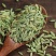 中药材小茴香卤味调料香料大全大料烧烤批发零售组合