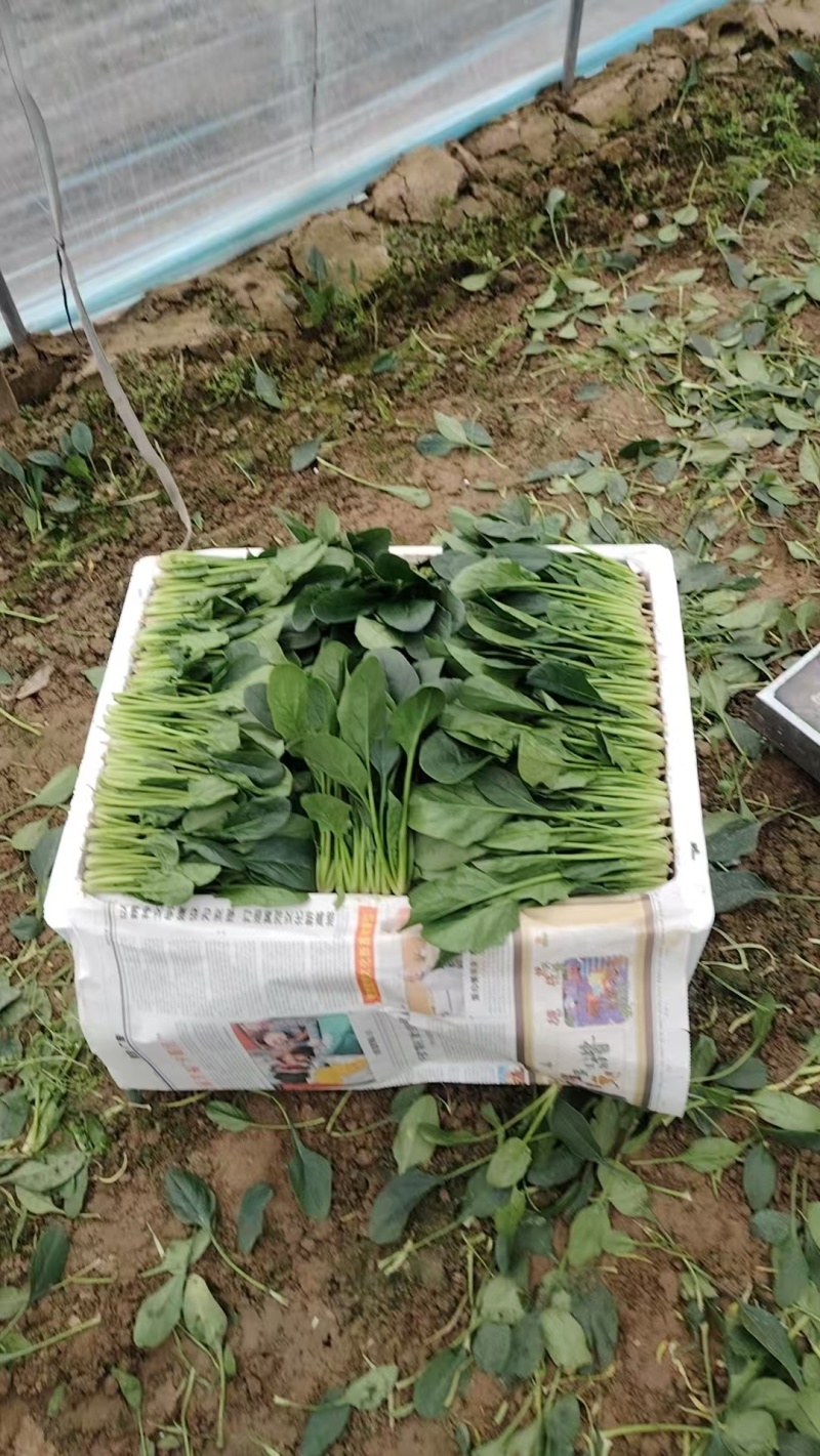 单县菠菜大量上市了，各种规格都有，质优价廉！