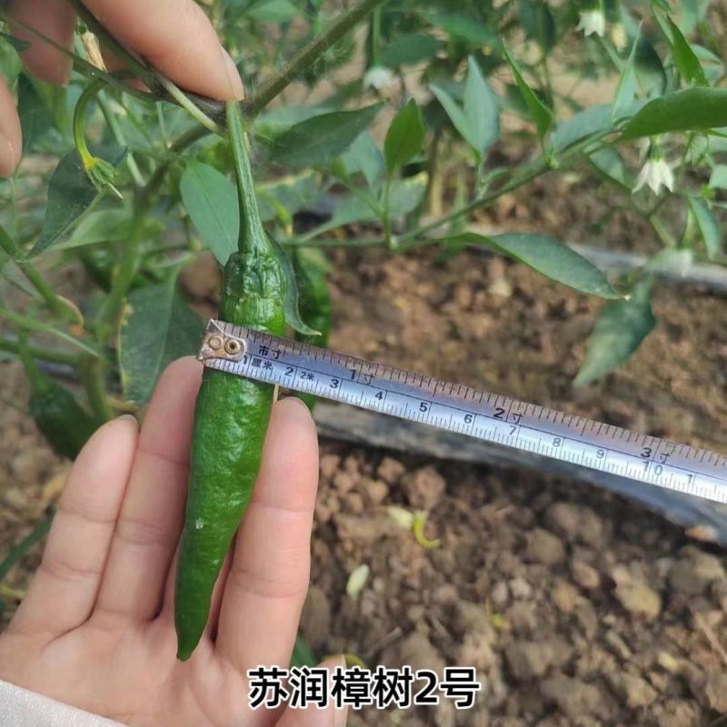 苏润樟树2号青椒种籽早熟高产抗病香辣湖南地方品种青椒种籽