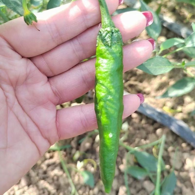 苏润樟树2号青椒种籽早熟高产抗病香辣湖南地方品种青椒种籽