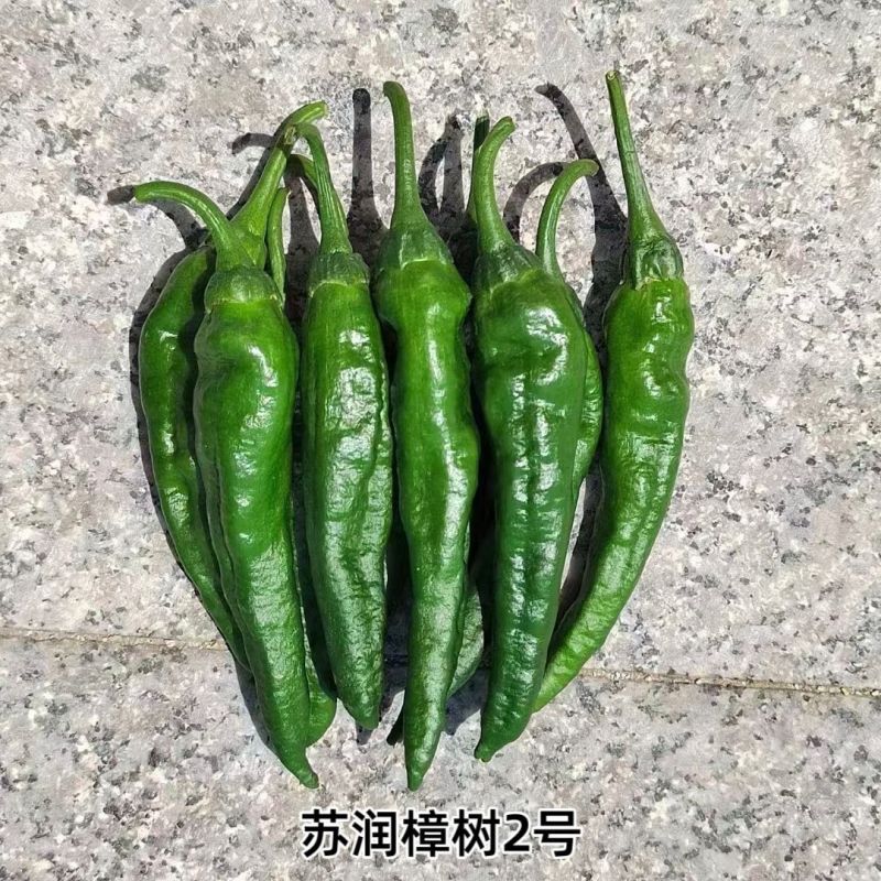 苏润樟树2号青椒种籽早熟高产抗病香辣湖南地方品种青椒种籽