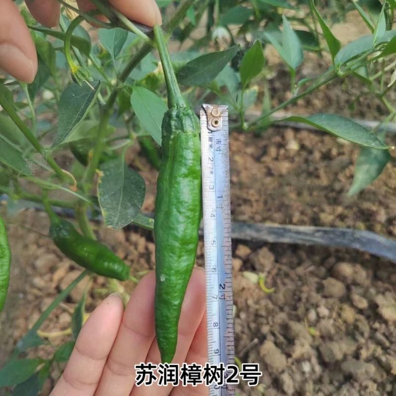 苏润樟树2号青椒种籽早熟高产抗病香辣湖南地方品种青椒种籽