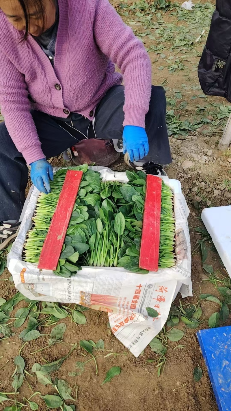 单县大棚菠菜大量上市了！各种规格，代发全国！