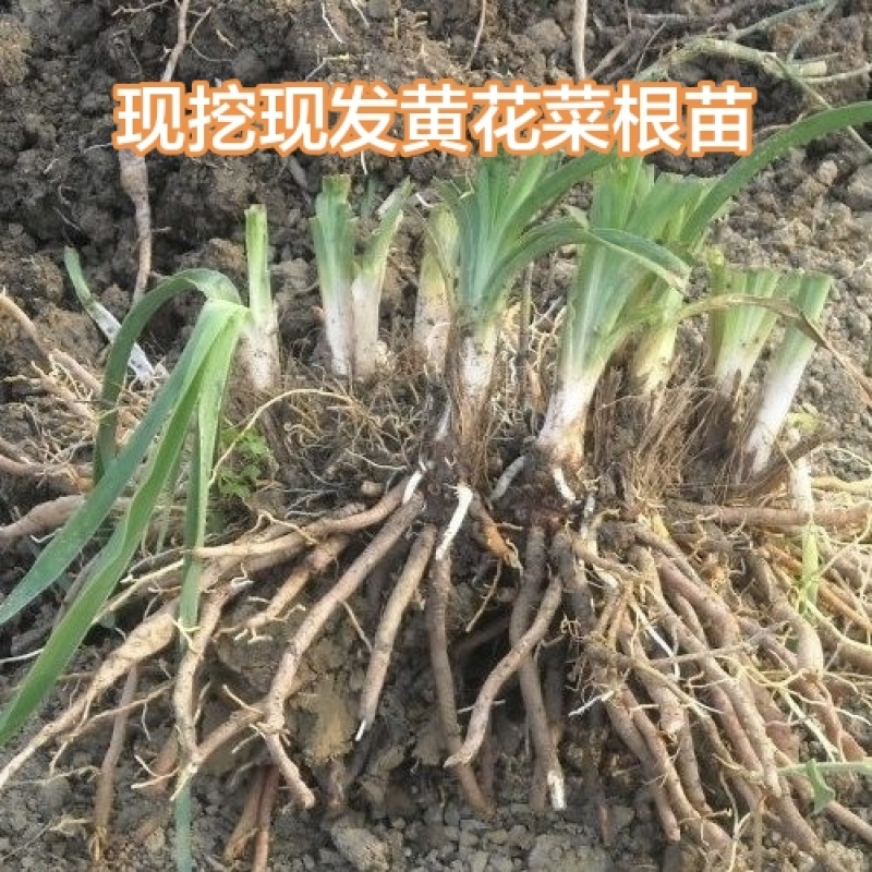 现挖直发优质高产食用黄花菜种苗批发