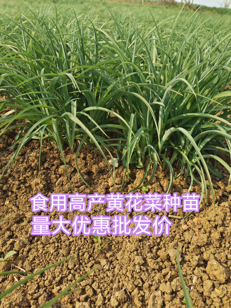 现挖直发优质高产食用黄花菜种苗批发