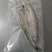 开背进口冰岛北极鳕鱼