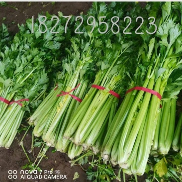 皇后西芹