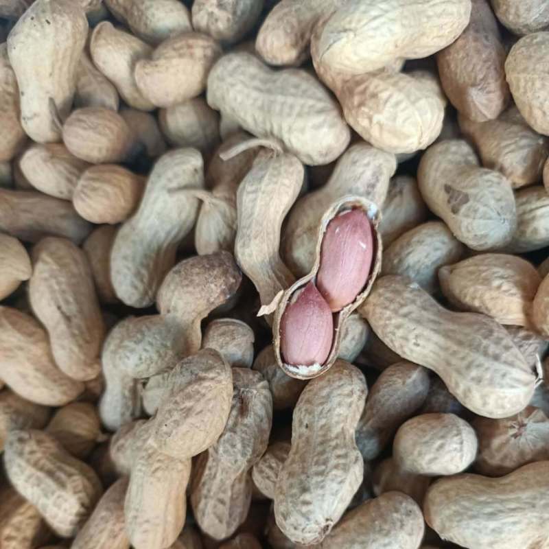 郑农花19号薄皮花生种子耐重茬抗病高产油食两用型花生
