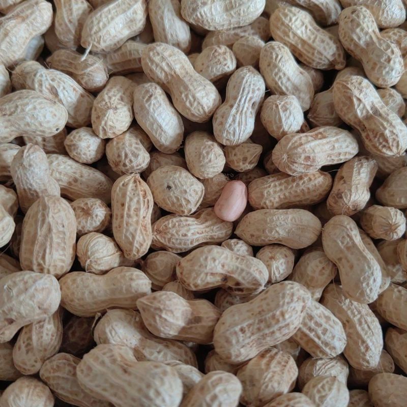 郑农花19号薄皮花生种子耐重茬抗病高产油食两用型花生