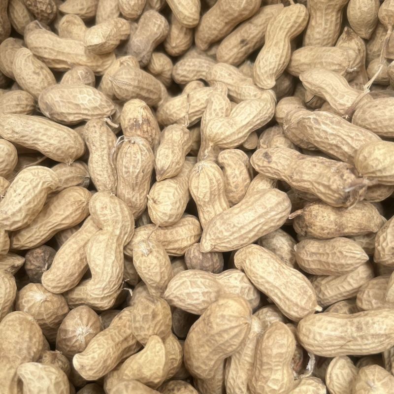 郑农花19号薄皮花生种子耐重茬抗病高产油食两用型花生