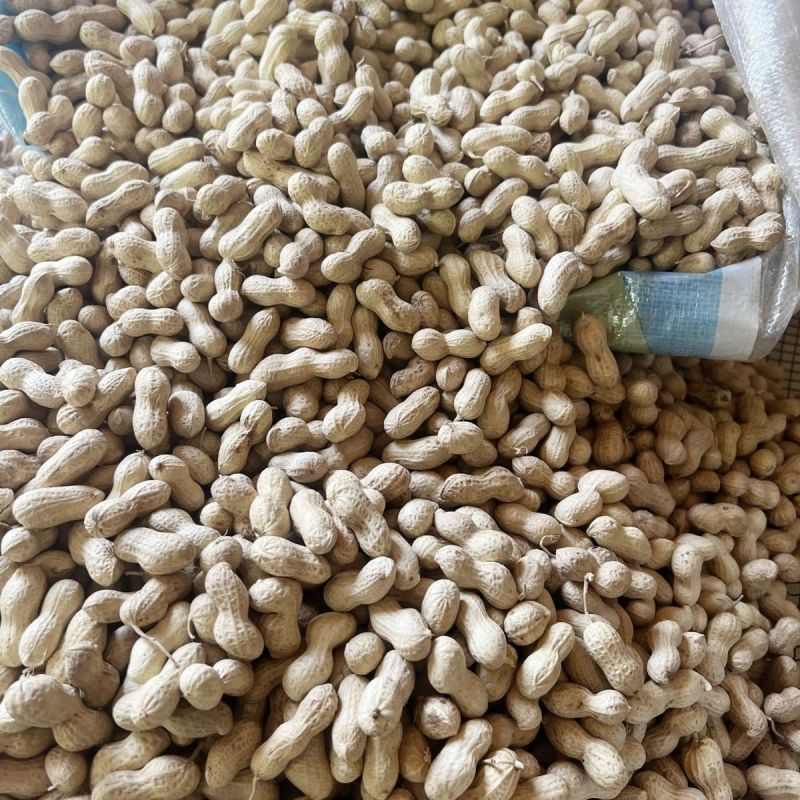 郑农花19号薄皮花生种子耐重茬抗病高产油食两用型花生