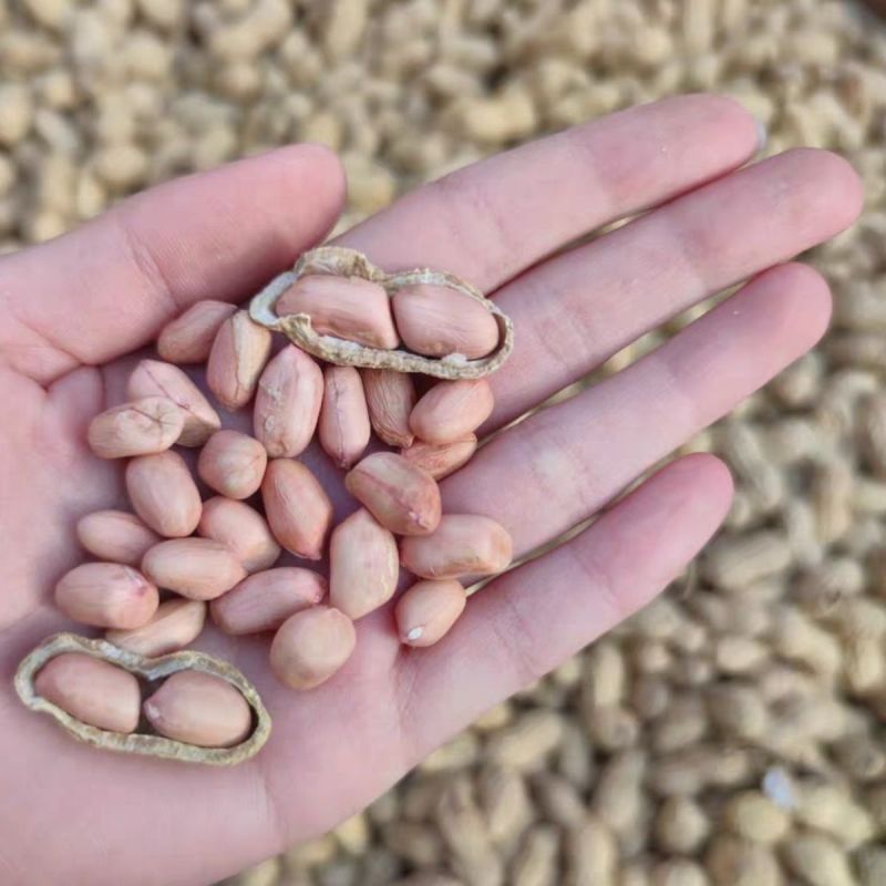 郑农花19号薄皮花生种子耐重茬抗病高产油食两用型花生