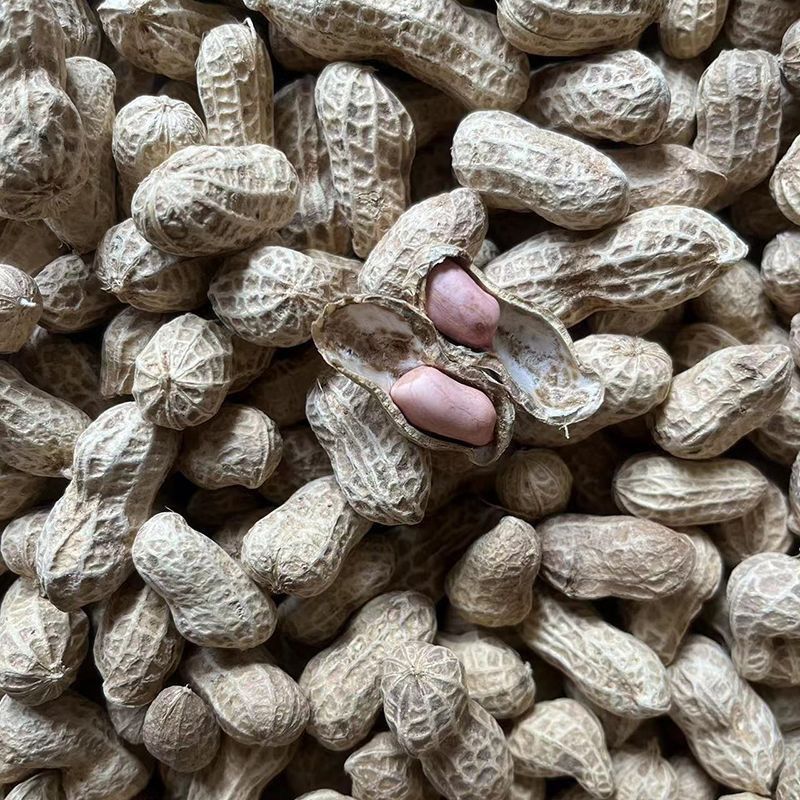 郑农花19号薄皮花生种子耐重茬抗病高产油食两用型花生