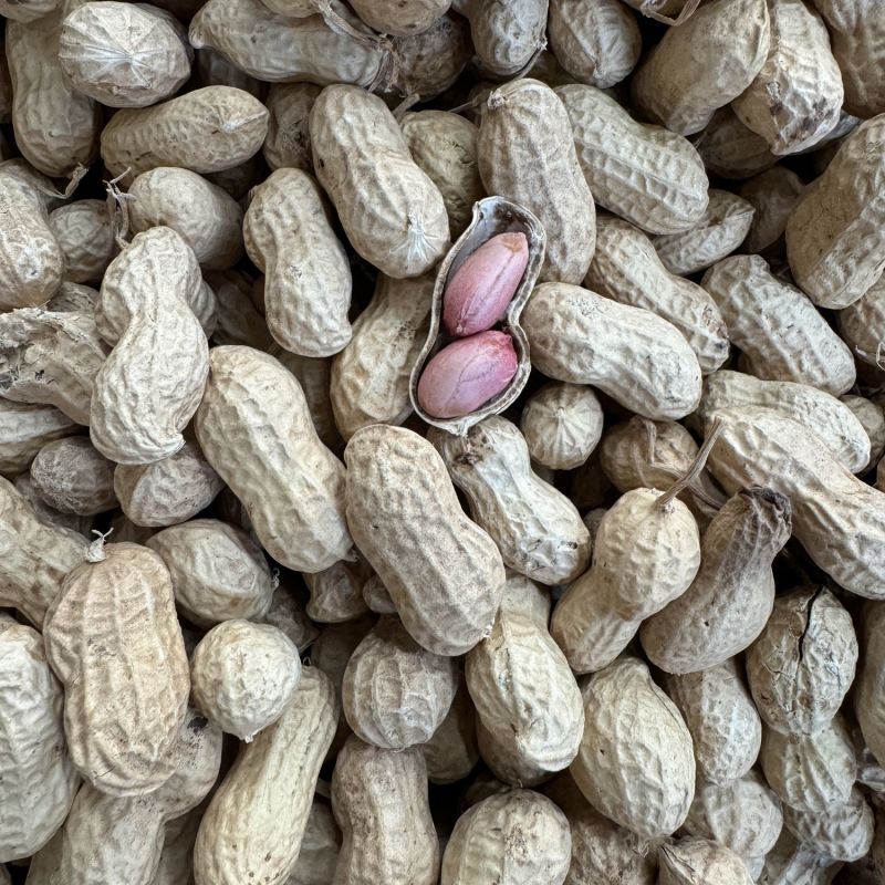 郑农花19号薄皮花生种子耐重茬抗病高产油食两用型花生