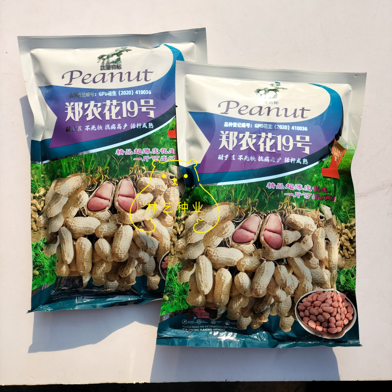 郑农花19号薄皮花生种子耐重茬抗病高产油食两用型花生