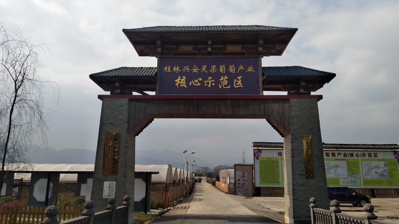 葡萄苗，专业培育销售各品种葡萄苗，现挖现发，保质保量