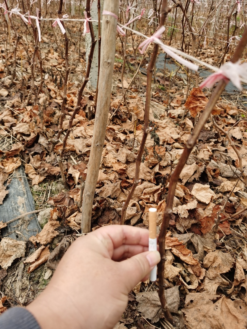葡萄苗，专业培育销售各品种葡萄苗，现挖现发，保质保量