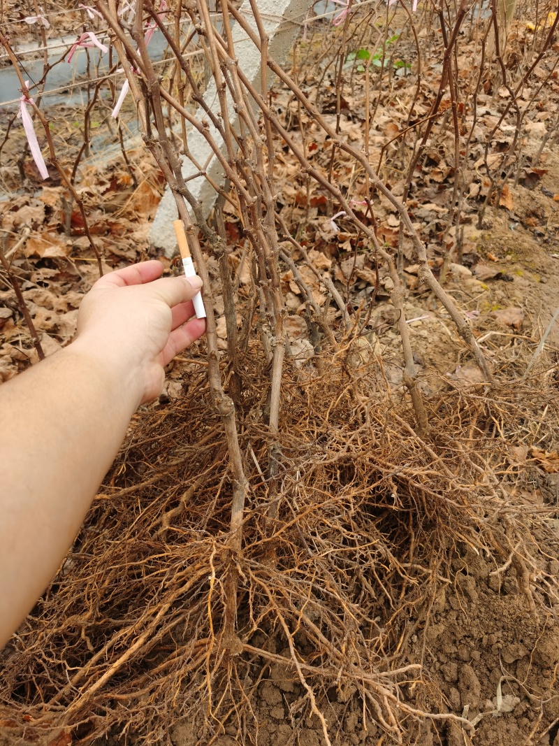 葡萄苗，专业培育销售各品种葡萄苗，现挖现发，保质保量