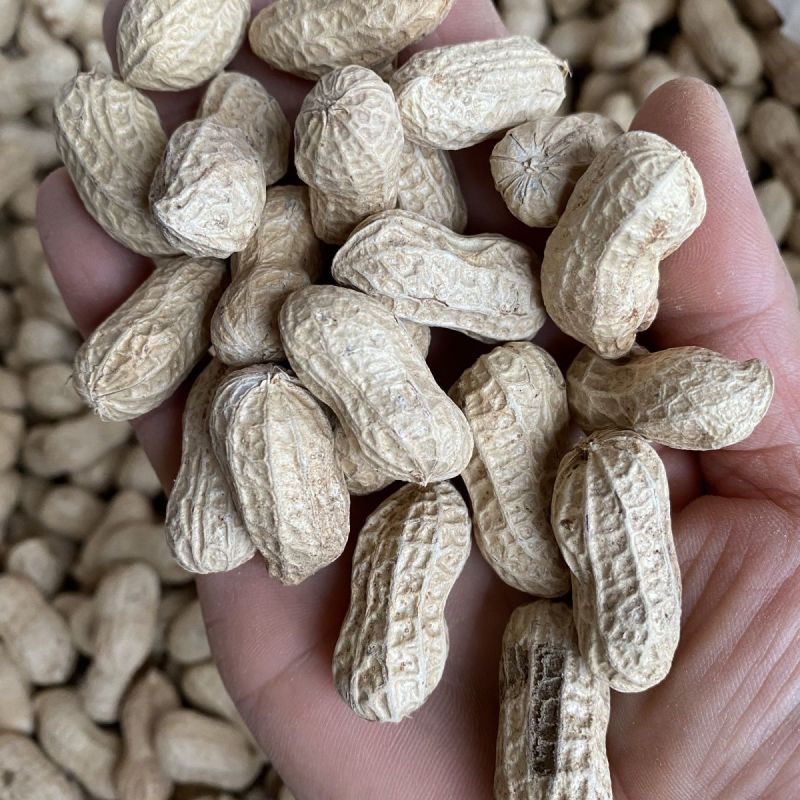 大粒罗汉308花生种子高油纯手工去壳净籽白沙罗汉果花生米