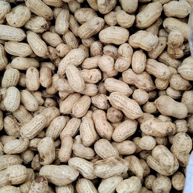 大粒罗汉308花生种子高油纯手工去壳净籽白沙罗汉果花生米