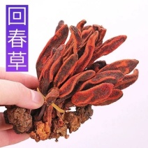 回春草中药材顶天柱不老草泡茶泡酒滋补养生