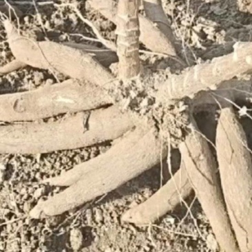 木薯，木薯苗