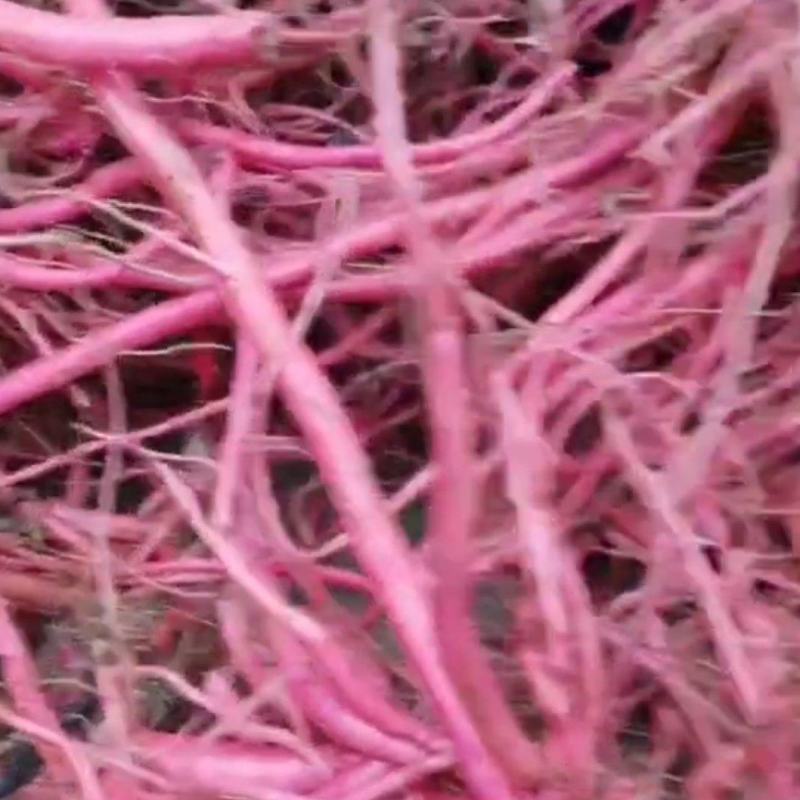 种植红牛膝