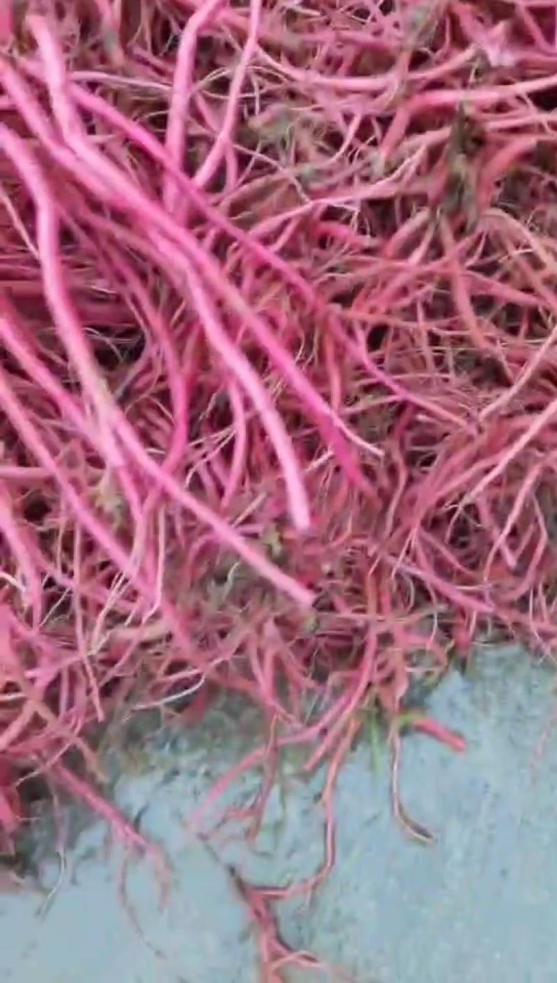 种植红牛膝
