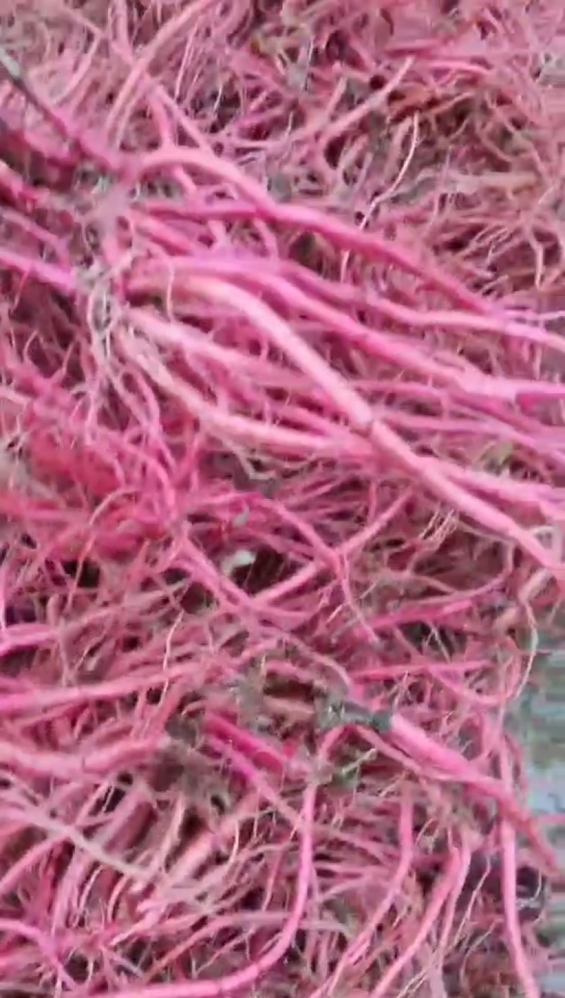 种植红牛膝
