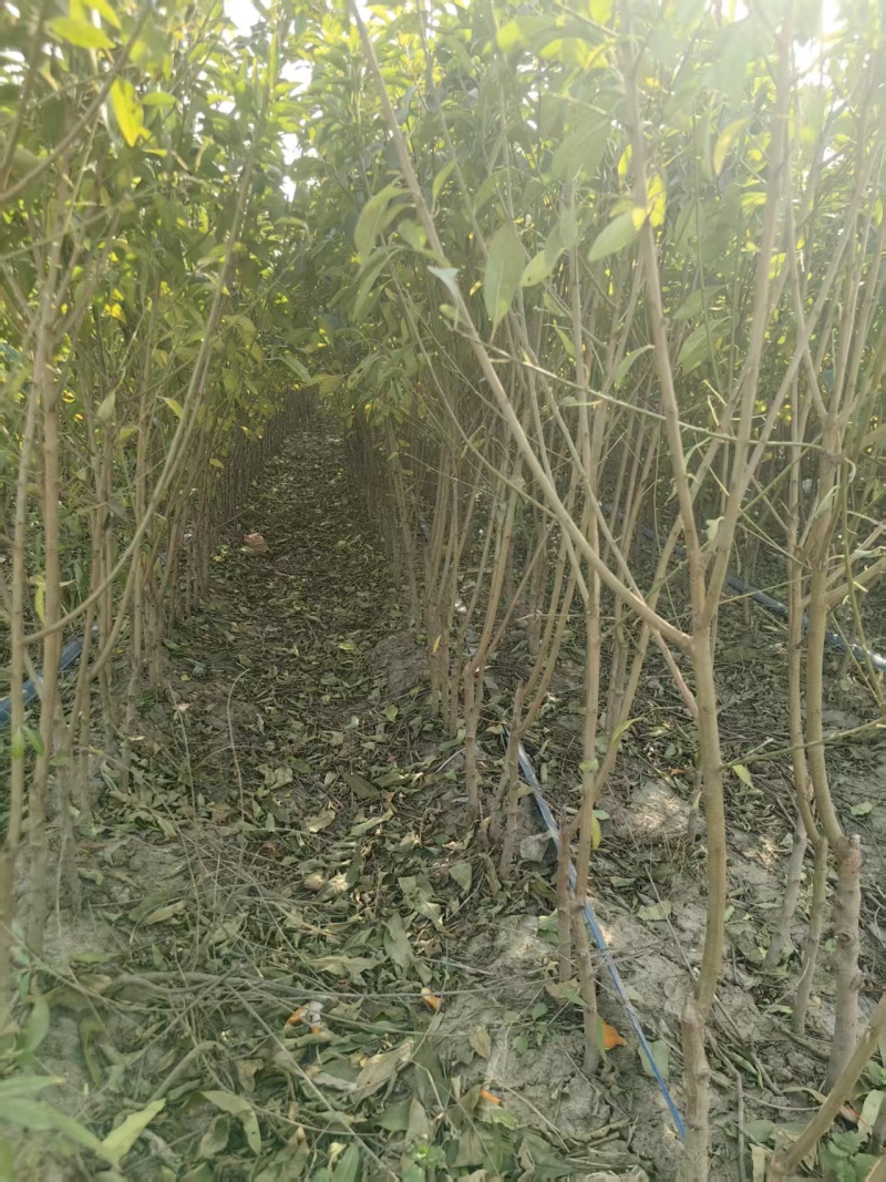 红蜂李李子苗和枝条，离核丰产不裂果浓甜价高