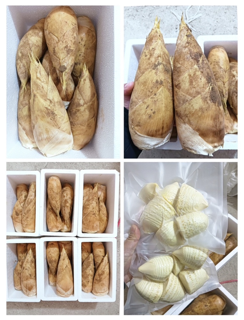江西头茬新鲜冬笋现挖现发高山黄泥冬笋
