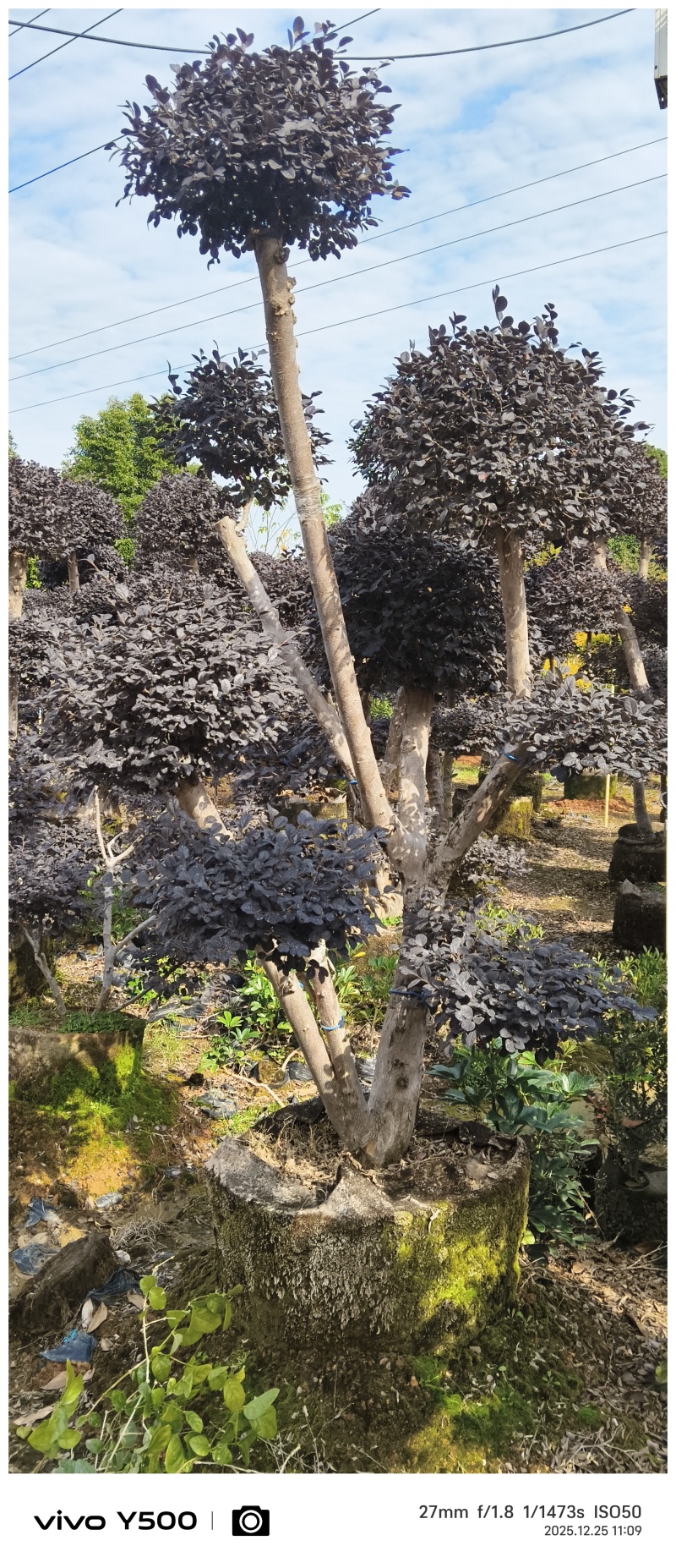 红花继木造型桩，地址广西桂林阳朔县，阳朔县兴园苗木种植场