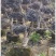 红花继木造型桩，地址广西桂林阳朔县，阳朔县兴园苗木种植场