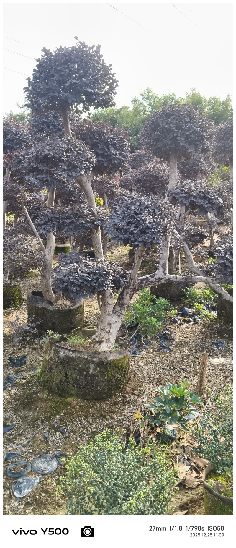 红花继木造型桩，地址广西桂林阳朔县，阳朔县兴园苗木种植场