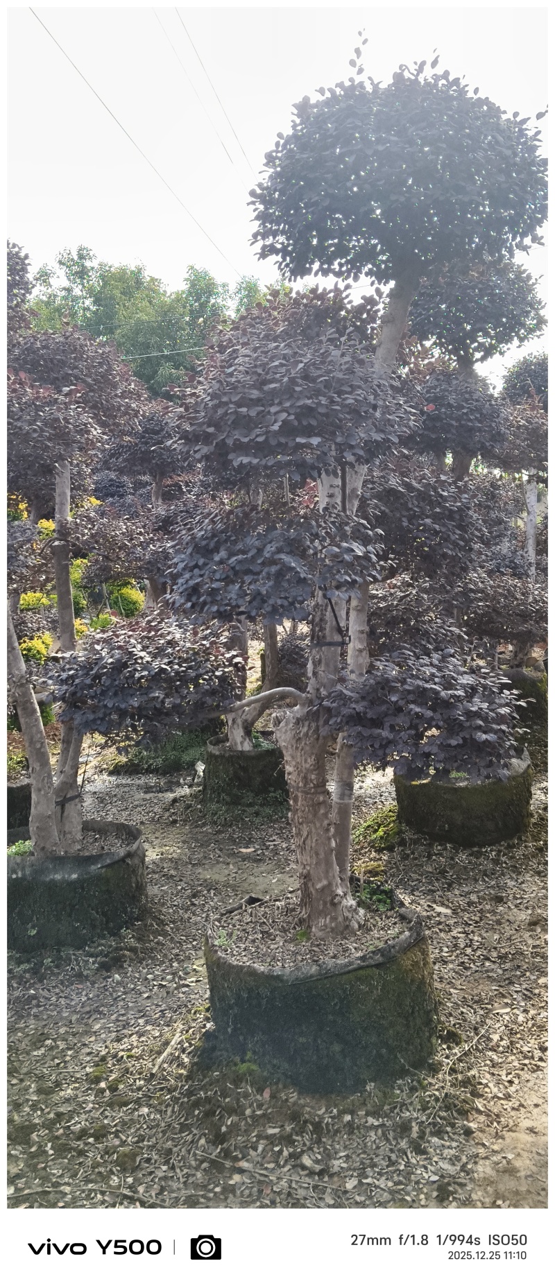 红花继木造型桩，地址广西桂林阳朔县，阳朔县兴园苗木种植场