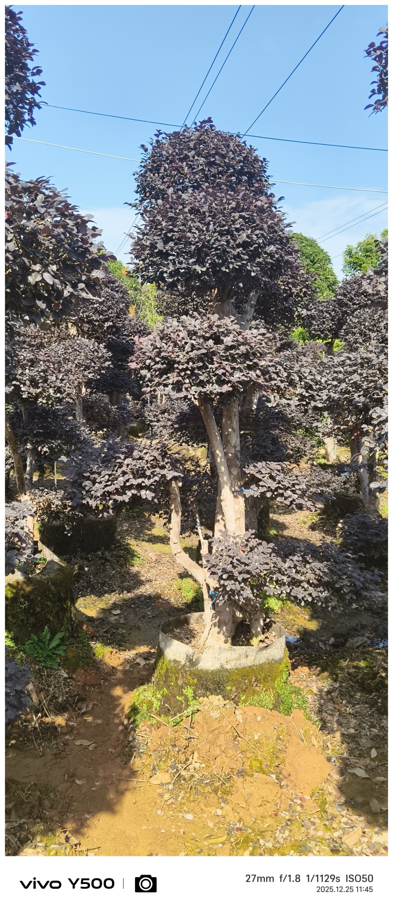 红花继木造型桩，地址广西桂林阳朔县，阳朔县兴园苗木种植场