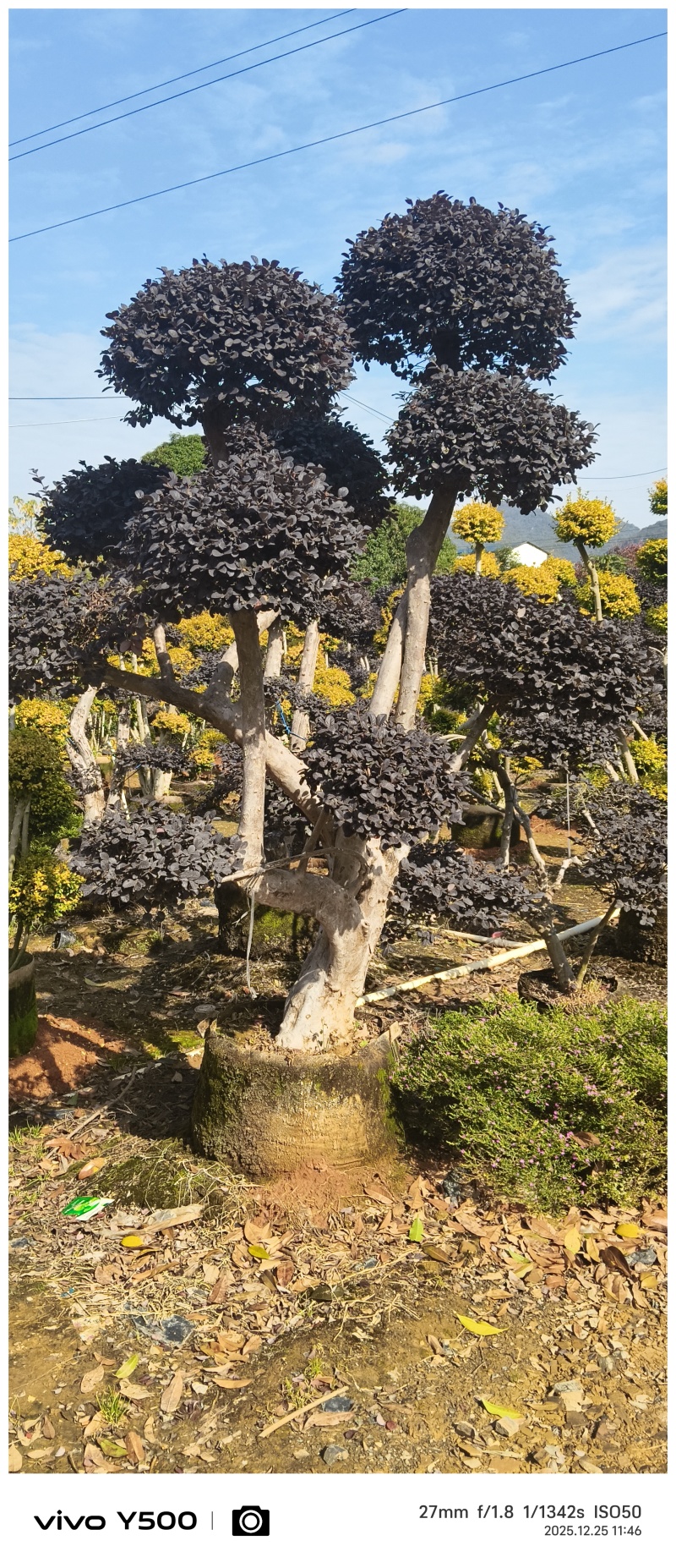 红花继木造型桩，地址广西桂林阳朔县，阳朔县兴园苗木种植场