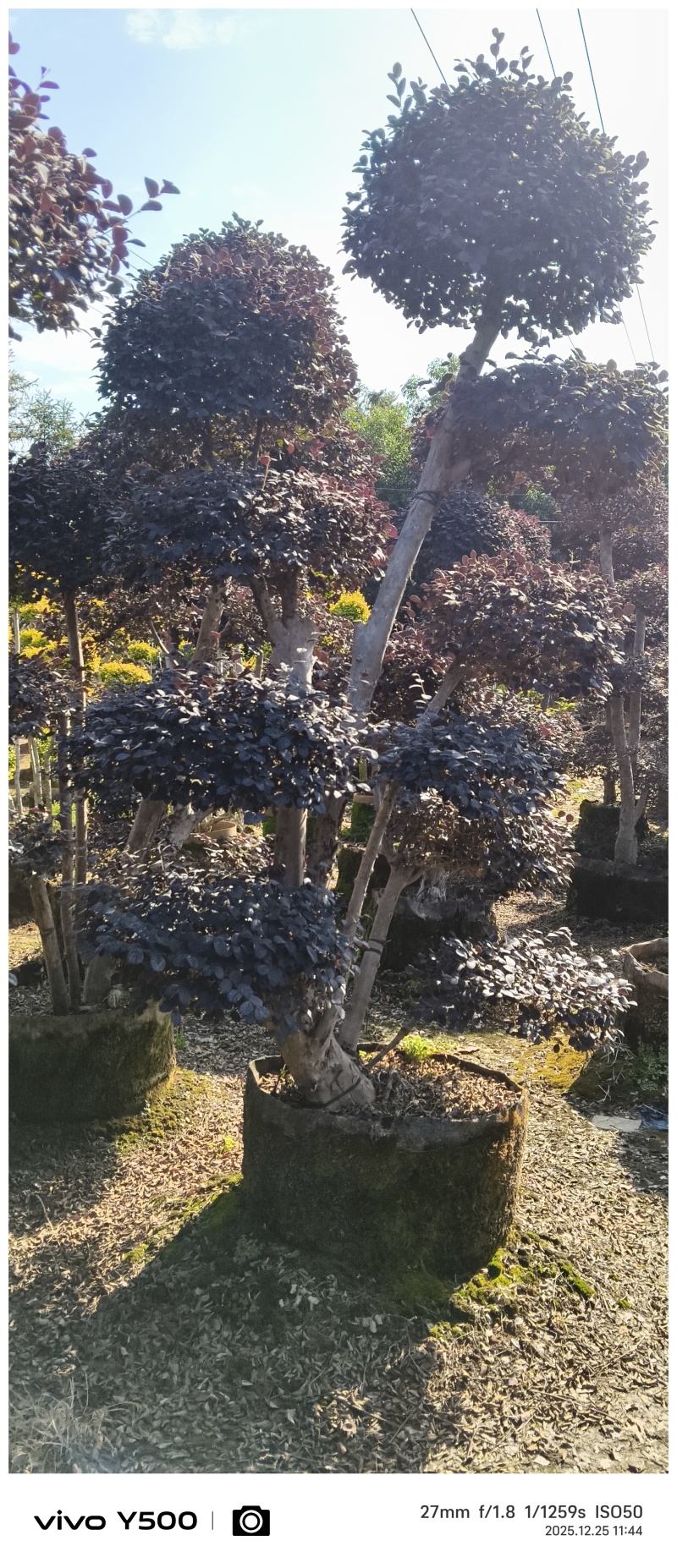 红花继木造型桩，地址广西桂林阳朔县，阳朔县兴园苗木种植场