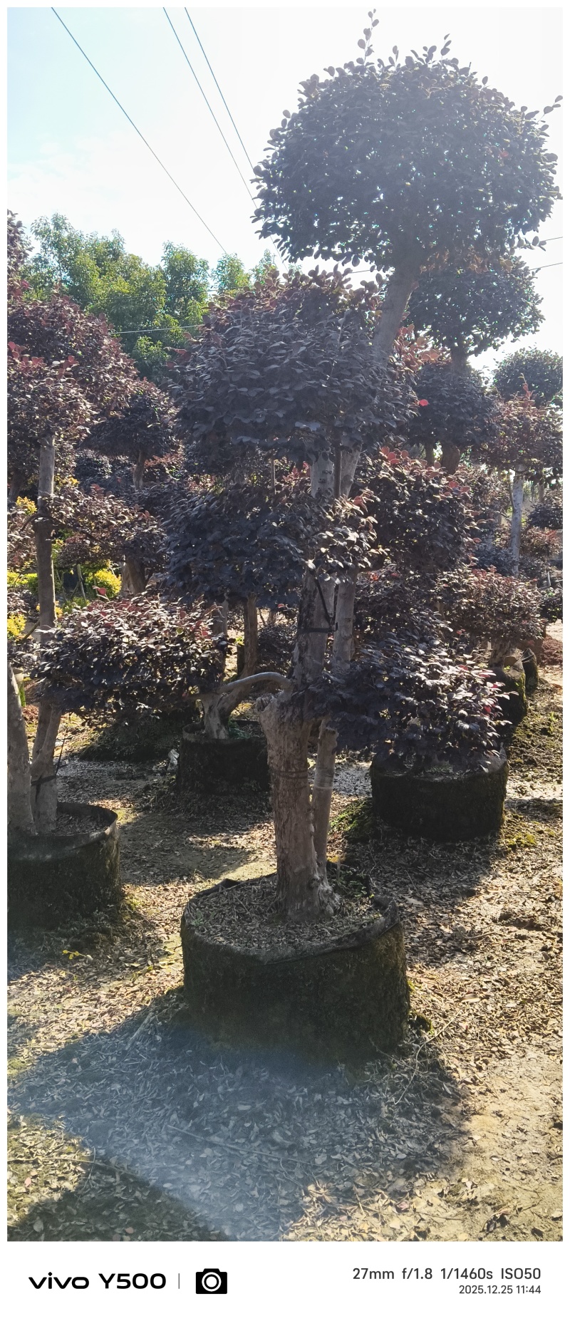 红花继木造型桩，地址广西桂林阳朔县，阳朔县兴园苗木种植场