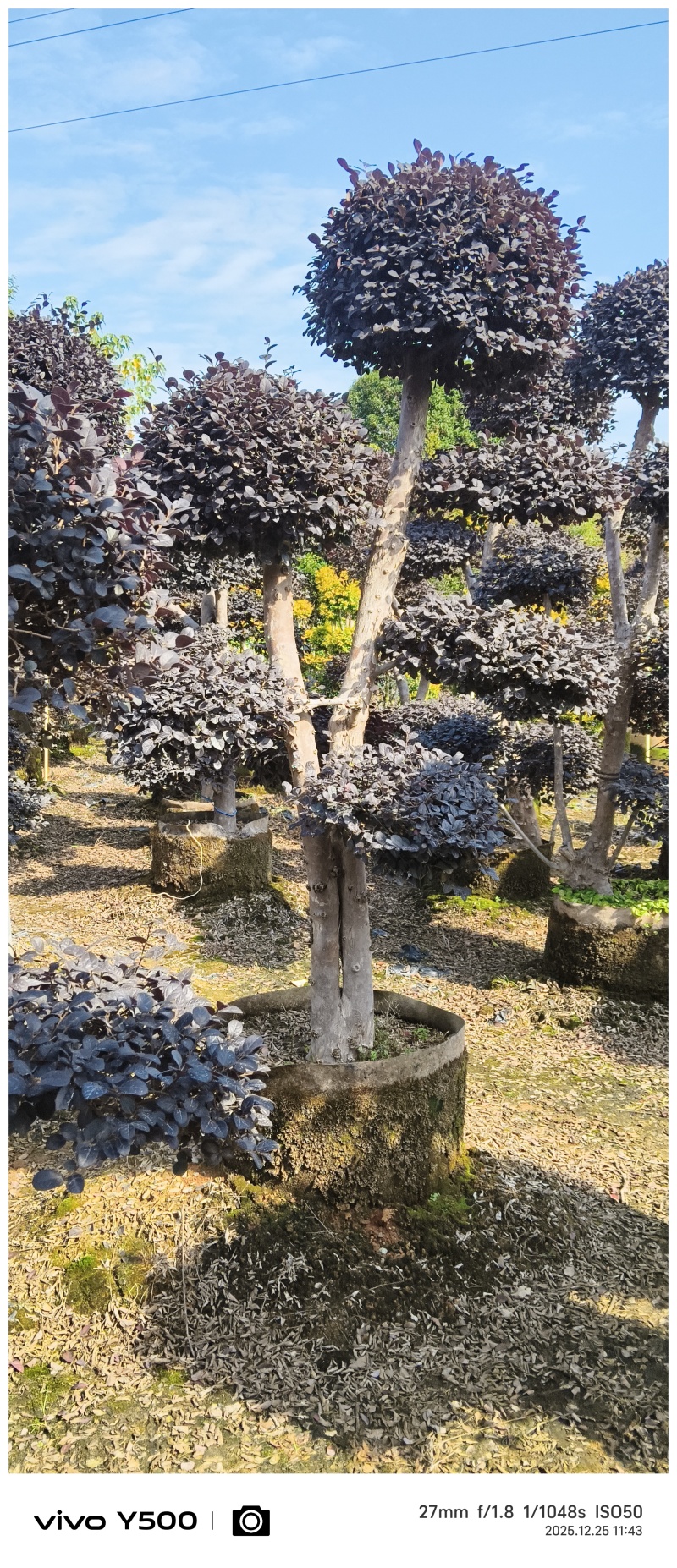 红花继木造型桩，地址广西桂林阳朔县，阳朔县兴园苗木种植场