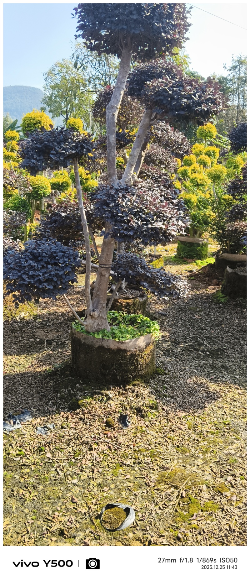 红花继木造型桩，地址广西桂林阳朔县，阳朔县兴园苗木种植场