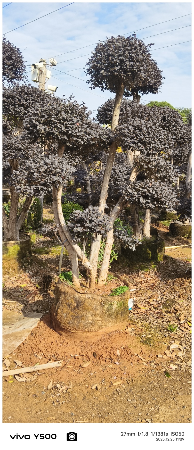 红花继木造型桩，地址广西桂林阳朔县，阳朔县兴园苗木种植场