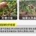 进口硅钙镁降盐调酸消绿苔松土生根补土壤调理剂中量元素水溶