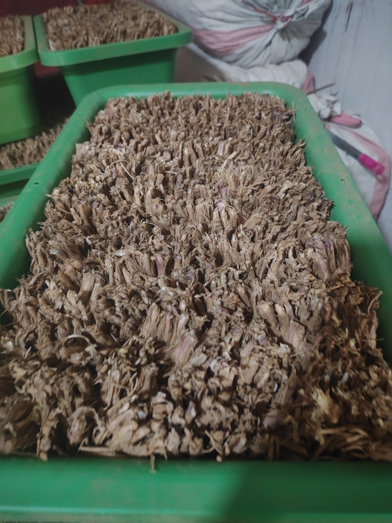 新鲜的二茬韭菜根上市了