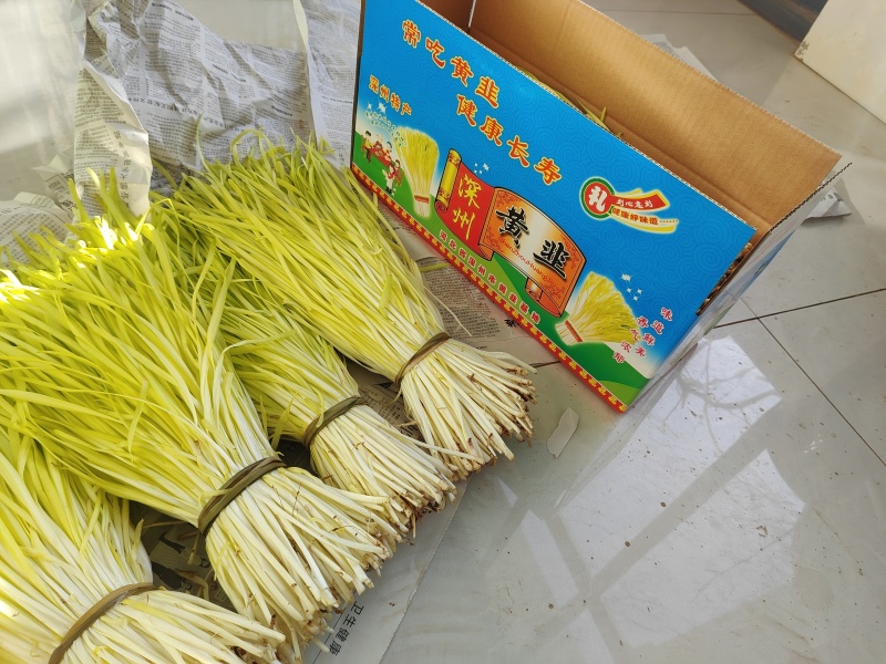 新鲜的二茬韭菜根上市了